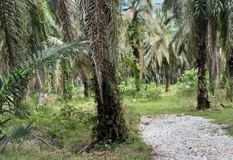 Beruas Perak Oil Palm Land