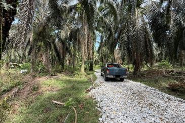 Beruas Perak Oil Palm Land