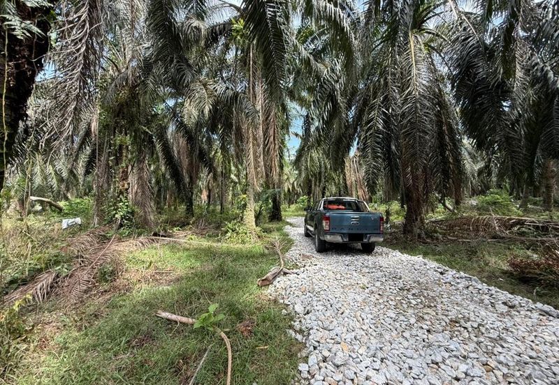 Beruas Perak Oil Palm Land