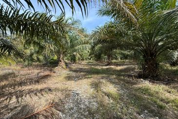 4.3787 Acres Agriculture Land @ Jalan Pepuyu, Bota, Perak Tengah
