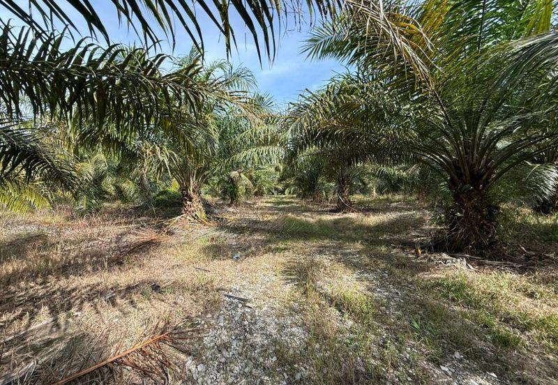 4.3787 Acres Agriculture Land @ Jalan Pepuyu, Bota, Perak Tengah