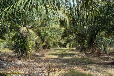 4.3787 Acres Agriculture Land @ Jalan Pepuyu, Bota, Perak Tengah