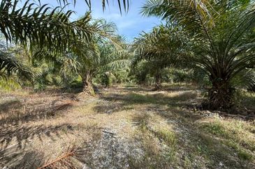 4.3787 Acres Agriculture Land @ Jalan Pepuyu, Bota, Perak Tengah