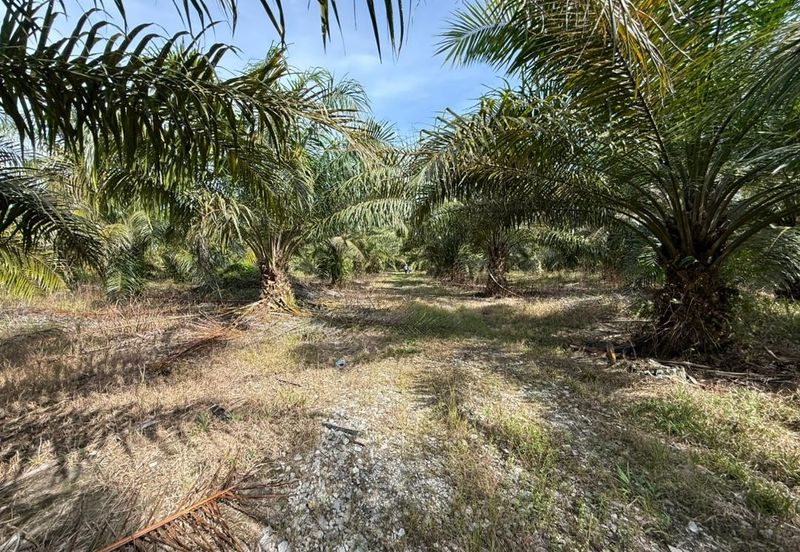 4.3787 Acres Agriculture Land @ Jalan Pepuyu, Bota, Perak Tengah