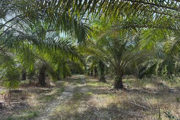 4.3787 Acres Agriculture Land @ Jalan Pepuyu, Bota, Perak Tengah