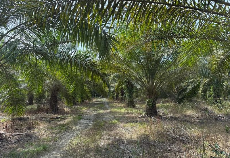4.3787 Acres Agriculture Land @ Jalan Pepuyu, Bota, Perak Tengah