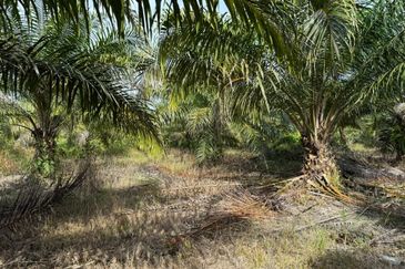 4.3787 Acres Agriculture Land @ Jalan Pepuyu, Bota, Perak Tengah