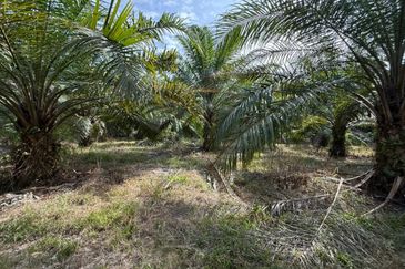 4.3787 Acres Agriculture Land @ Jalan Pepuyu, Bota, Perak Tengah