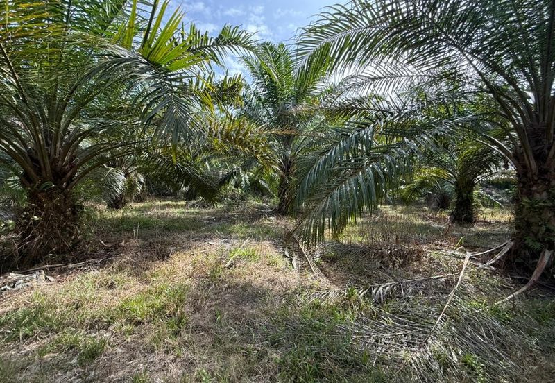 4.3787 Acres Agriculture Land @ Jalan Pepuyu, Bota, Perak Tengah