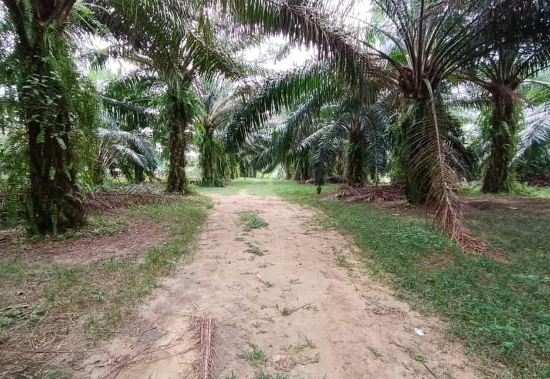 3.2499 Acres Agriculture Land @ Kg. Bali, Tanjong Tualang, Kinta, Perak