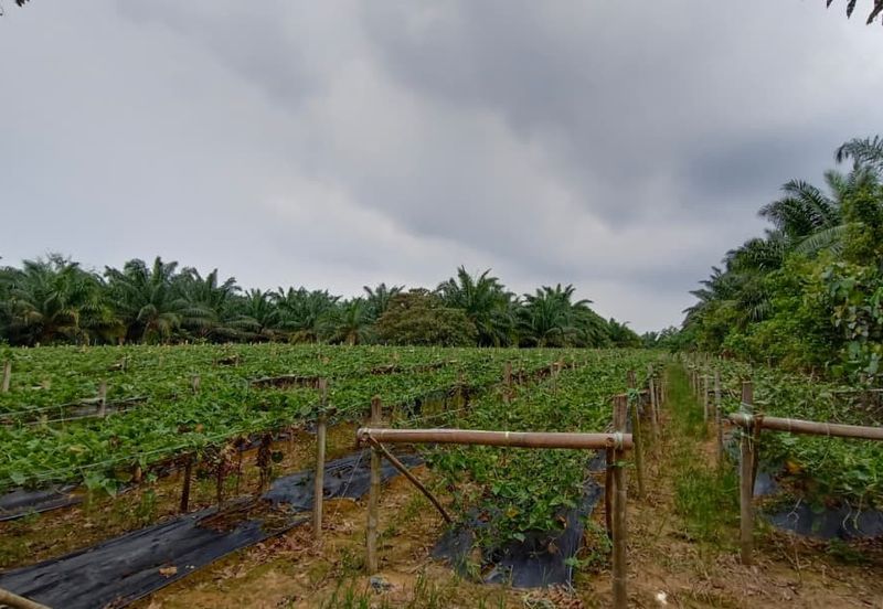 3.2499 Acres Agriculture Land @ Kg. Bali, Tanjong Tualang, Kinta, Perak
