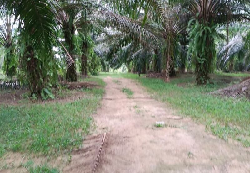 3.2499 Acres Agriculture Land @ Kg. Bali, Tanjong Tualang, Kinta, Perak