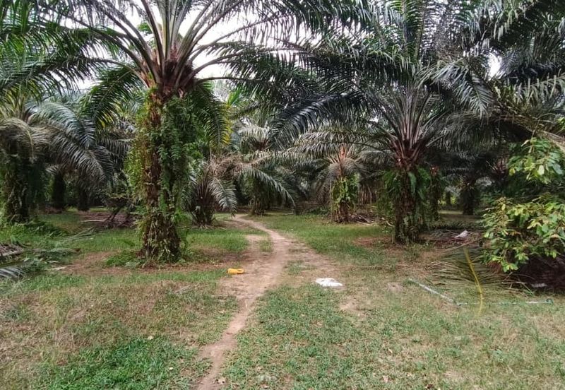 3.2499 Acres Agriculture Land @ Kg. Bali, Tanjong Tualang, Kinta, Perak