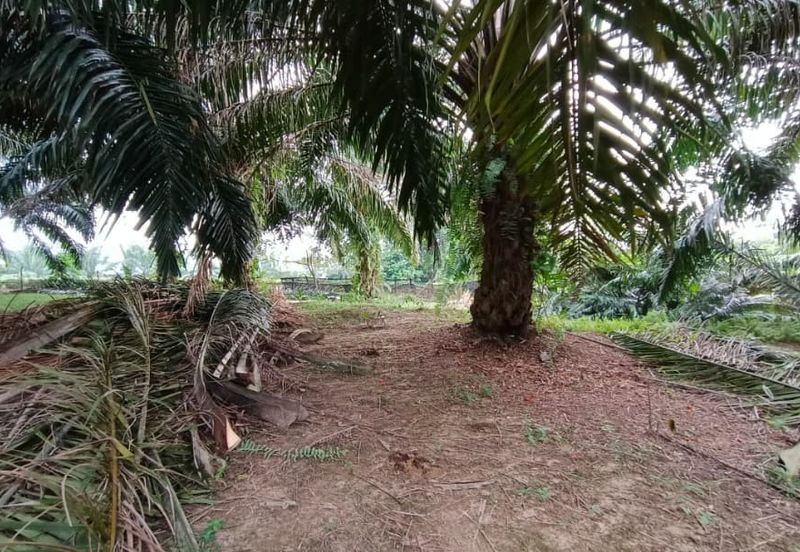 3.2499 Acres Agriculture Land @ Kg. Bali, Tanjong Tualang, Kinta, Perak