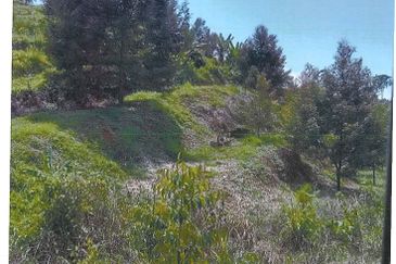 RAUB DURIAN ORCHARD @ KM8, JALAN CHEROH FOR SALE