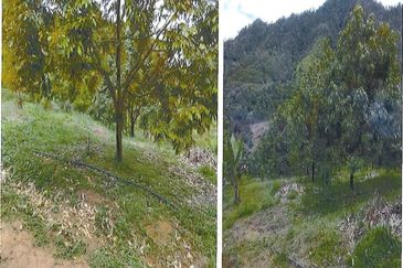 RAUB DURIAN ORCHARD @ KM8, JALAN CHEROH FOR SALE