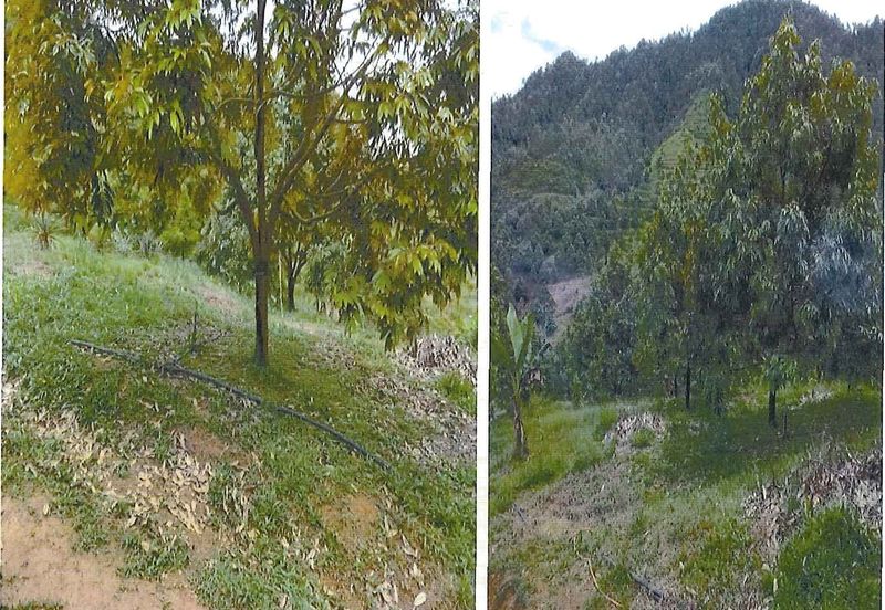 RAUB DURIAN ORCHARD @ KM8, JALAN CHEROH FOR SALE