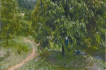 RAUB DURIAN ORCHARD @ KM8, JALAN CHEROH FOR SALE