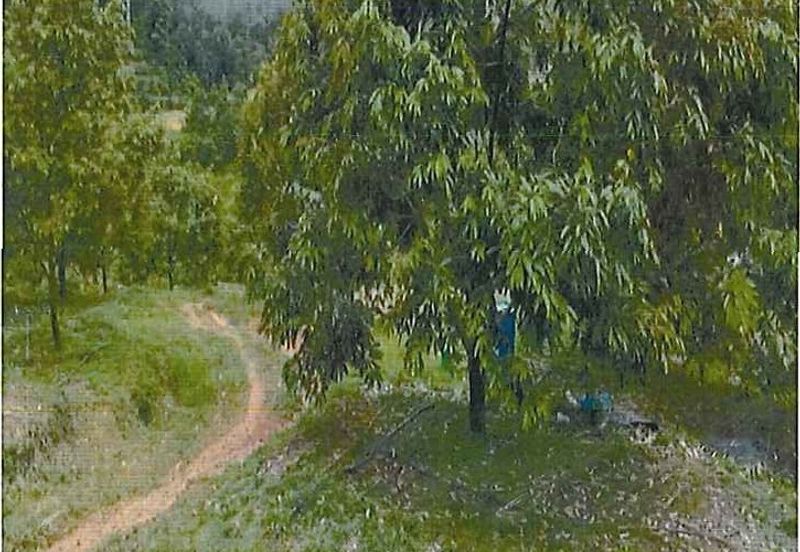 RAUB DURIAN ORCHARD @ KM8, JALAN CHEROH FOR SALE