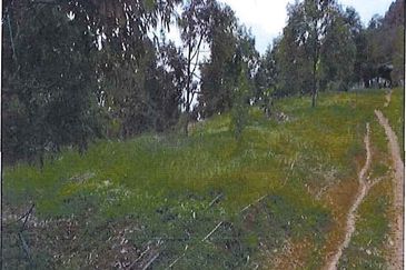 RAUB DURIAN ORCHARD @ KM8, JALAN CHEROH FOR SALE