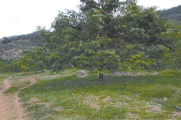 RAUB DURIAN ORCHARD @ KM8, JALAN CHEROH FOR SALE