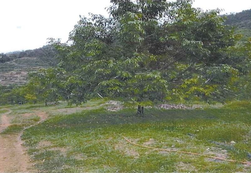 RAUB DURIAN ORCHARD @ KM8, JALAN CHEROH FOR SALE