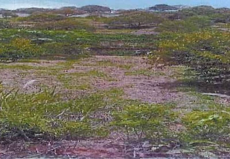 RAUB DURIAN ORCHARD @ KM8, JALAN CHEROH FOR SALE