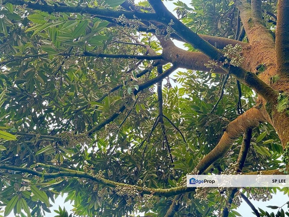Durian Orchard For Sale, Jalan Tras, Bentong, Pahang, Pahang, Bentong