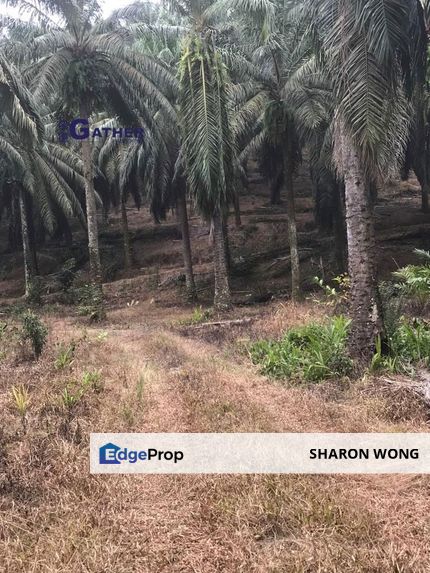 Plantation @ Bukit Mertajam, Perai For Sale, Penang, Bukit Mertajam