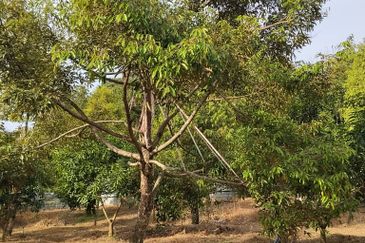 TANAH DUSUN DI LANGKAWI..HOT AREA