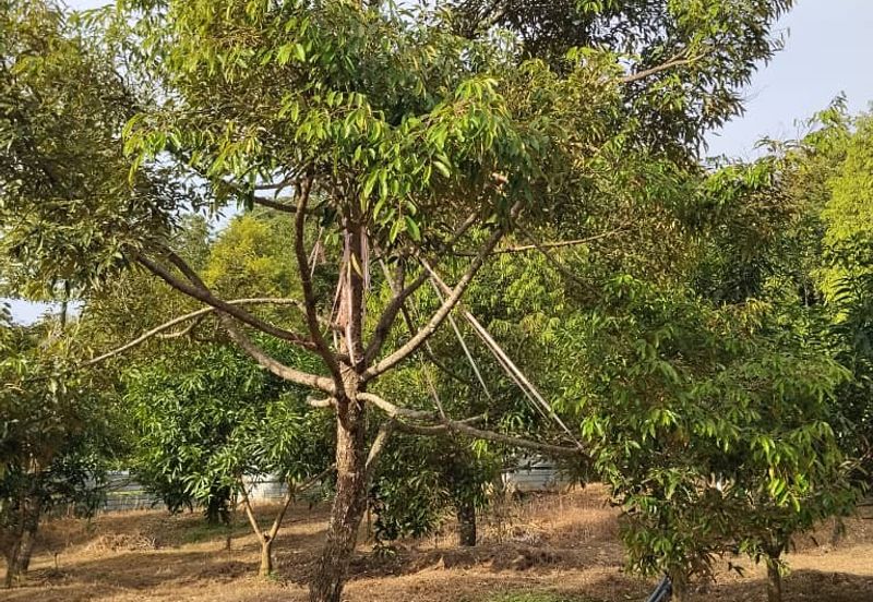 TANAH DUSUN DI LANGKAWI..HOT AREA