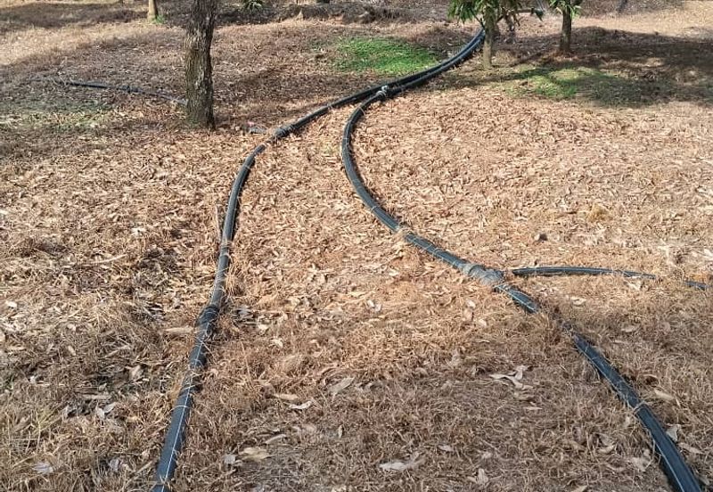 TANAH DUSUN DI LANGKAWI..HOT AREA