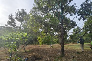 TANAH DUSUN DI LANGKAWI..HOT AREA