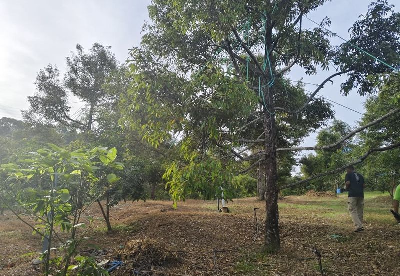 TANAH DUSUN DI LANGKAWI..HOT AREA