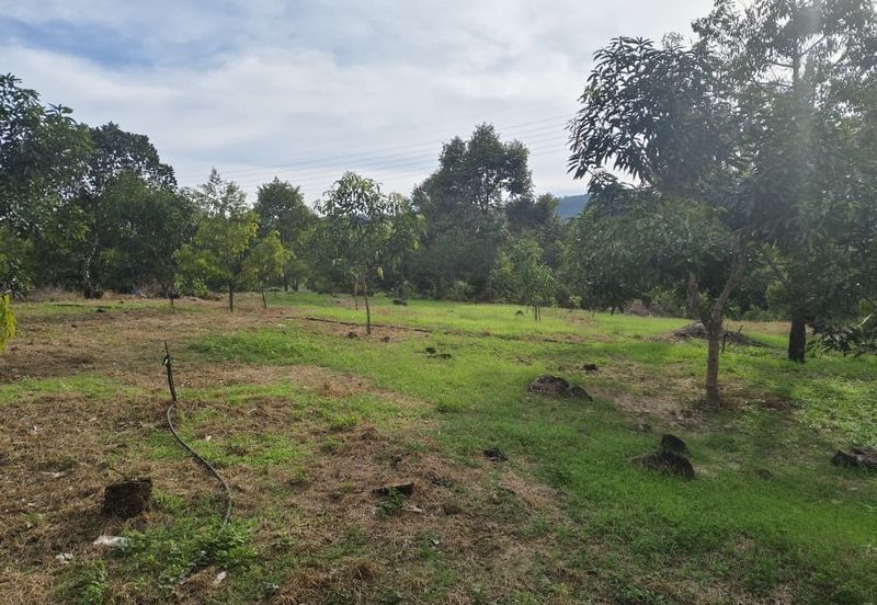 TANAH DUSUN DI LANGKAWI..HOT AREA