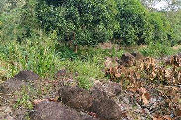 TANAH DUSUN DI LANGKAWI..HOT AREA