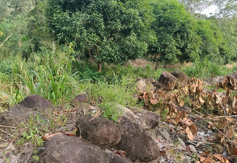 TANAH DUSUN DI LANGKAWI..HOT AREA