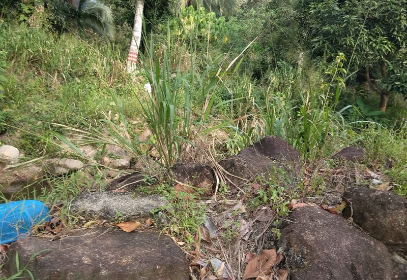 TANAH DUSUN DI LANGKAWI..HOT AREA