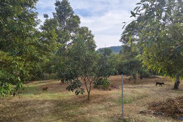 TANAH DUSUN DI LANGKAWI..HOT AREA