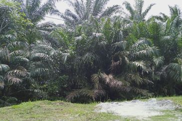 Land in industrial zone in Banting, potential for high yield