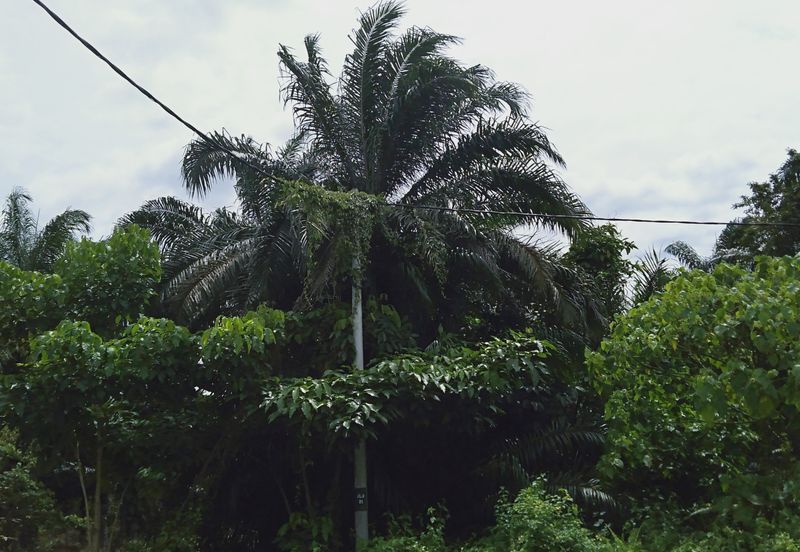 Agricultural land in Banting within industrial zoning plan
