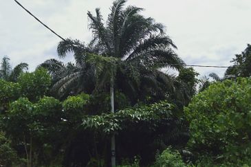 Agricultural land in industrial zoning plan in Banting