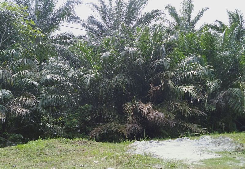 Agricultural land in industrial zoning plan in Banting