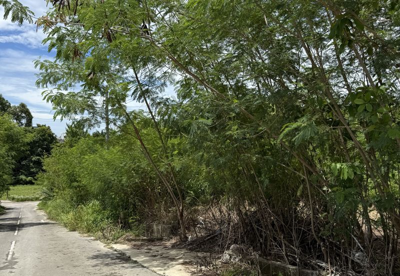 Pine Valley Park Bungalow Lot for Sale