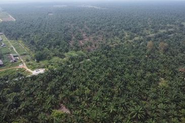 Development Land for Sale @ Tanjong Sepat, Selangor 