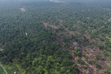 Development Land for Sale @ Tanjong Sepat, Selangor 