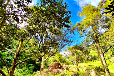 Bukit Bendera