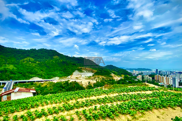 44 Acre Agricultural Land in Paya Terubong