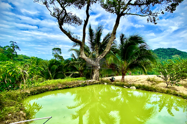 44 Acre Agricultural Land in Paya Terubong