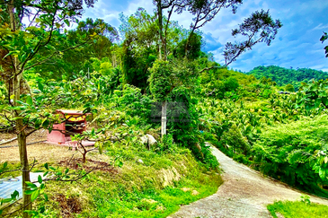 44 Acre Agricultural Land in Paya Terubong